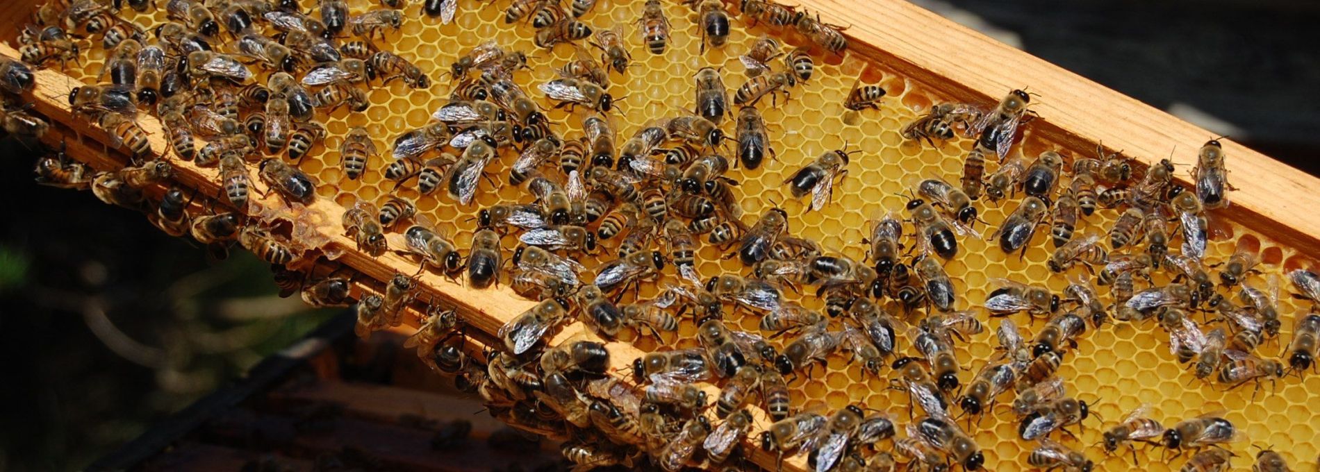 Ameland honey - Amelands Produkt - Tourist Information 