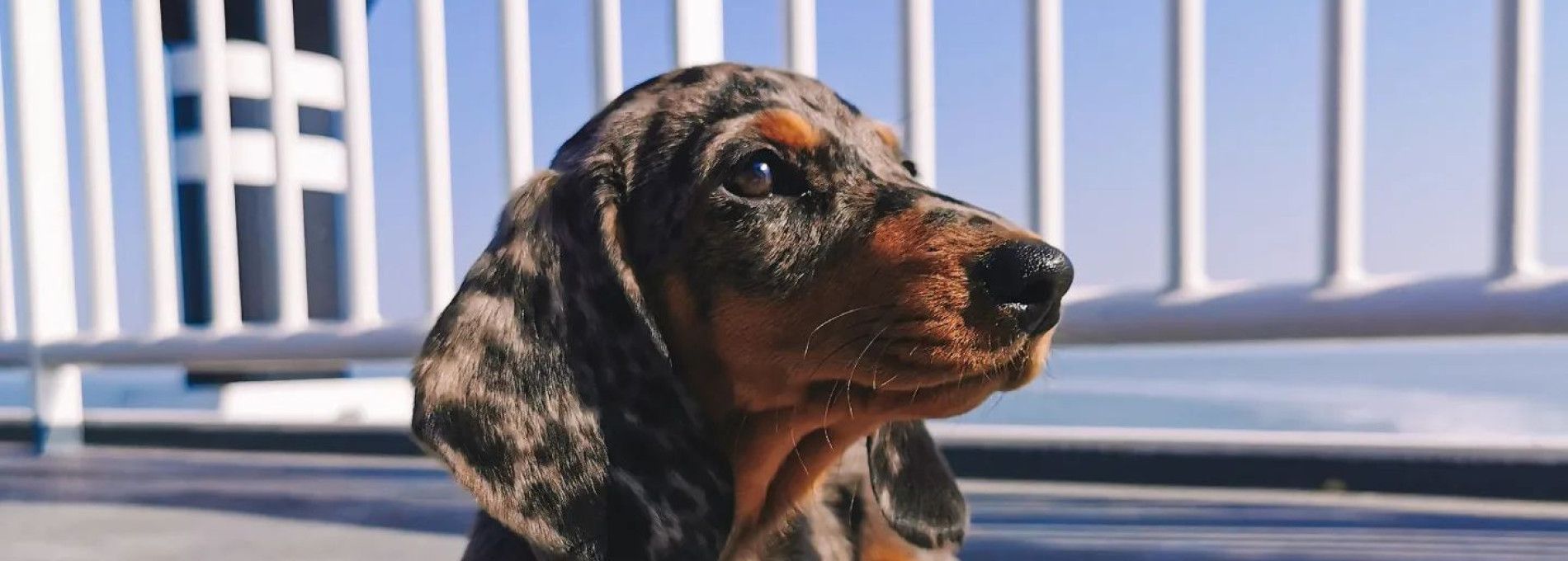 Ameland with your dog - Touritst Information