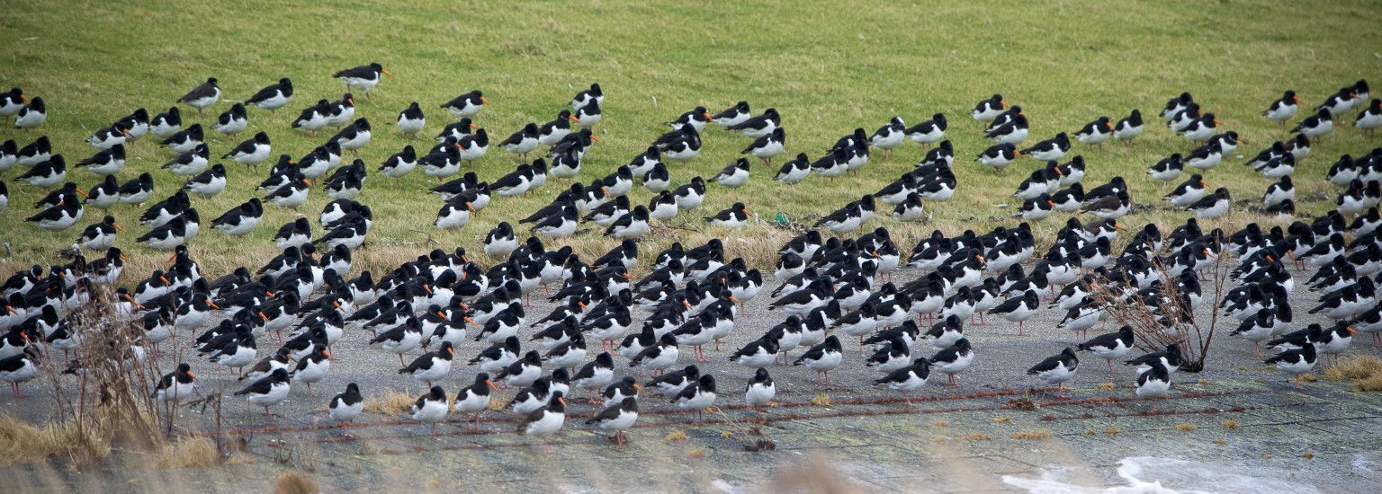 Birds on Ameland - VVV Ameland