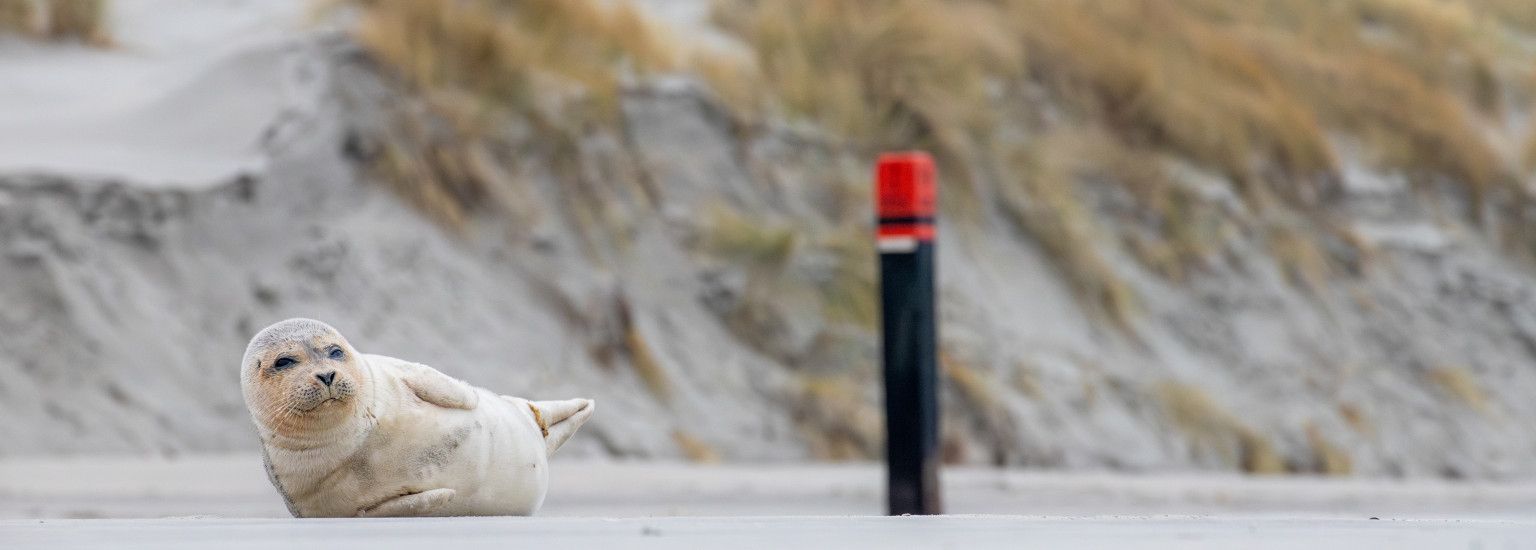 The seal - VVV Ameland