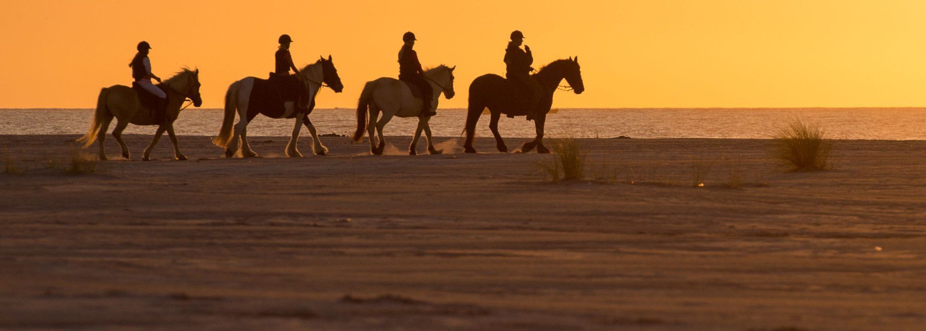 Horseback riding and covered wagon rides on Ameland - Tourist information 