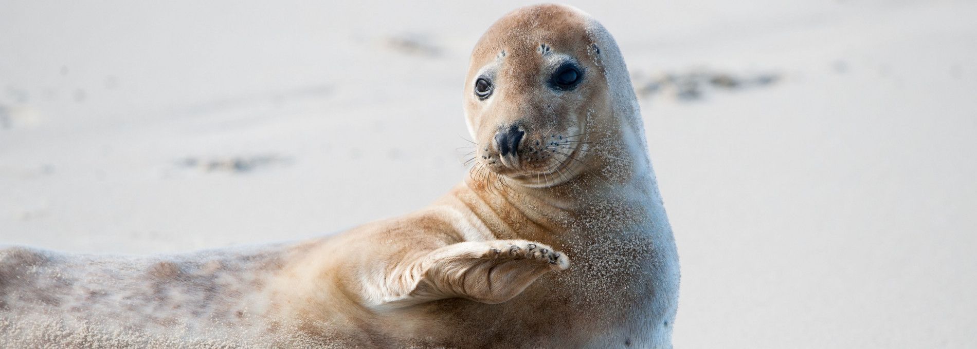 Seal expeditions Ameland - Tourist Information 