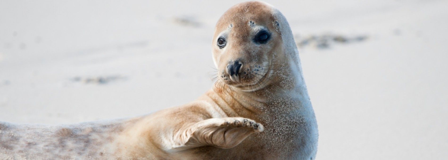 See and do - Ameland