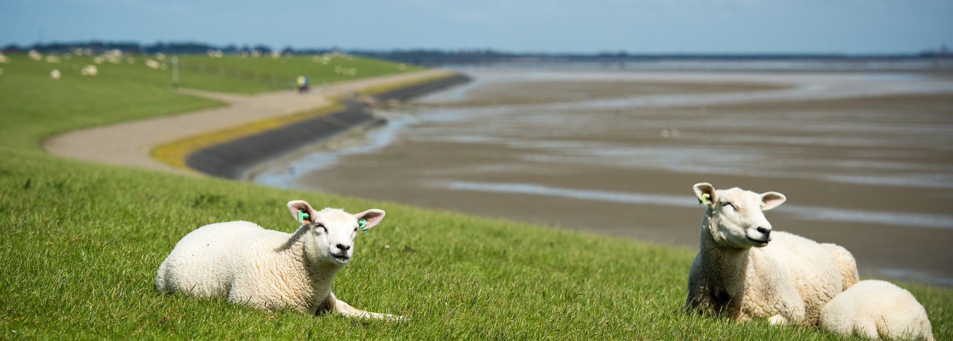 Taxi transport - Tourist Information “VVV” Ameland