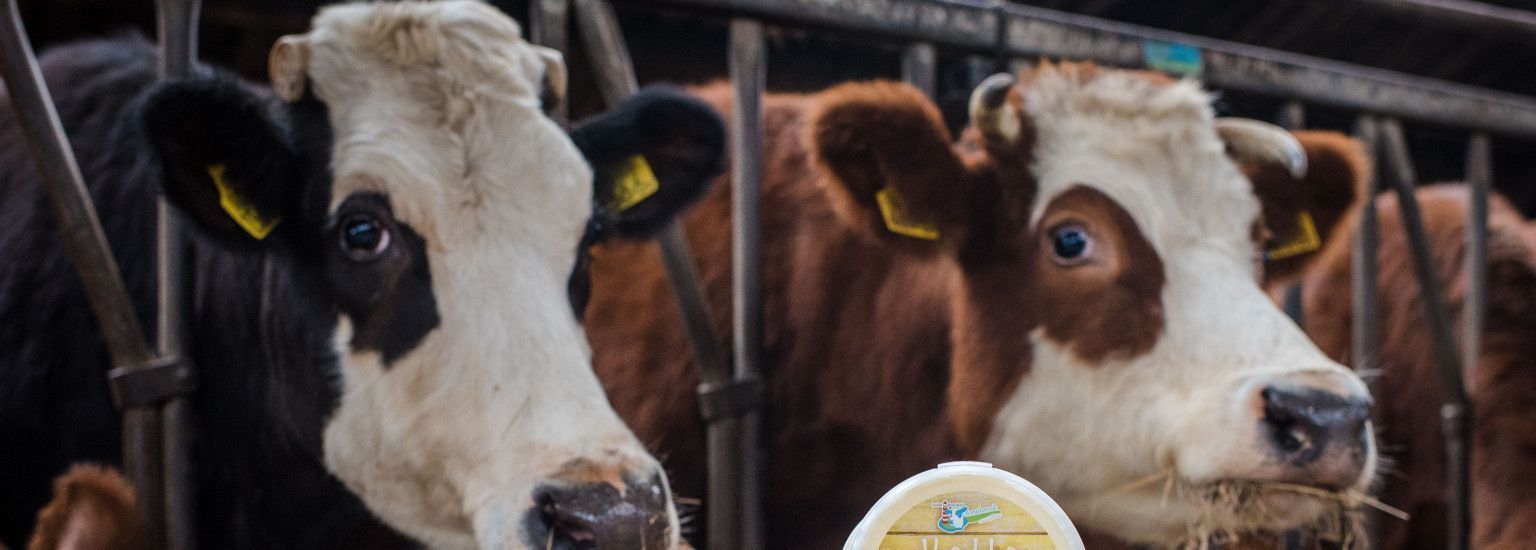 Biological Ameland beef - Tourist Information