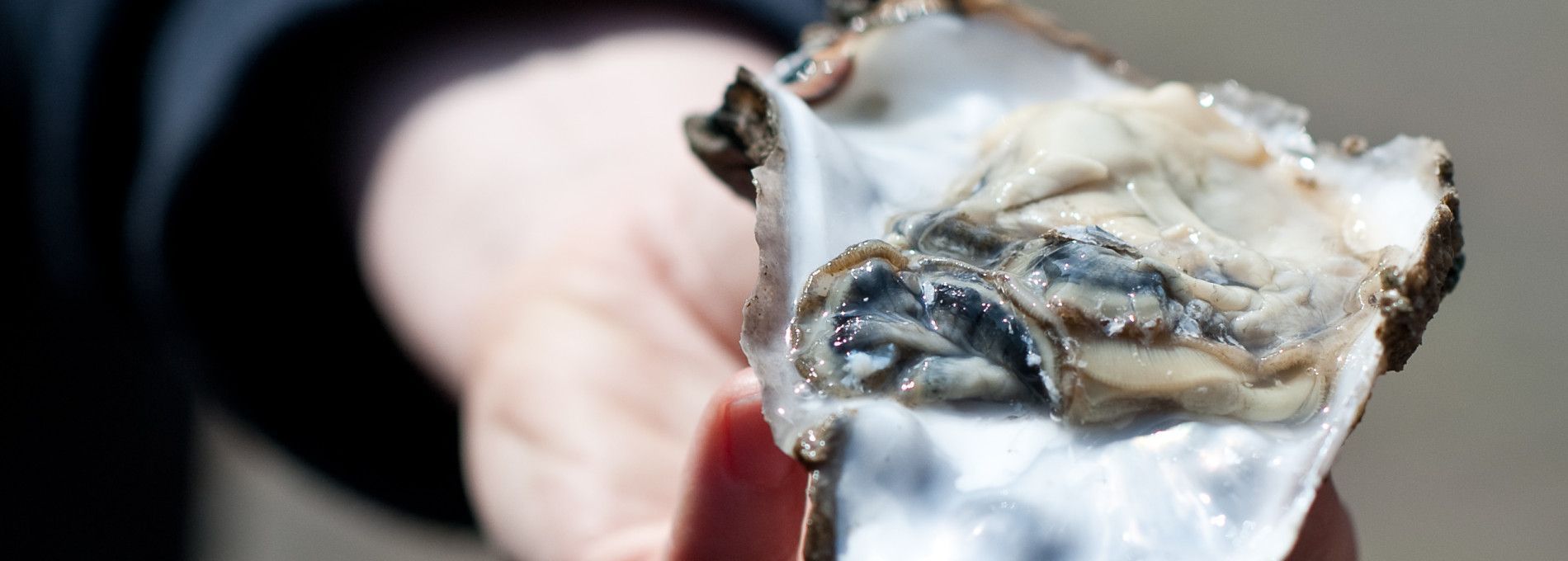 Ameland clams, mullet fillet and sea bass - Amelans Produkt - Tourist Information