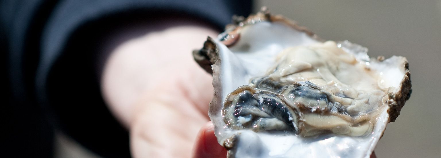 Ameland clams, mullet fillet and sea bass - Amelans Produkt - Tourist Information