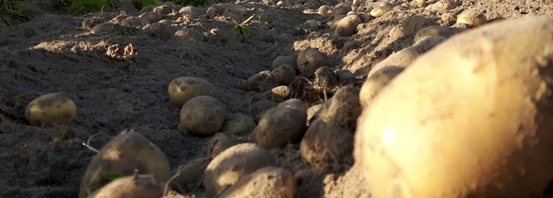Ameland potatoes - Amelands Produkt - Tourist Information