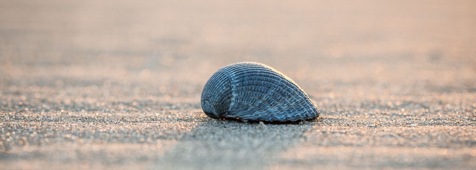 Ameland Actief (Active) - Tourist Information