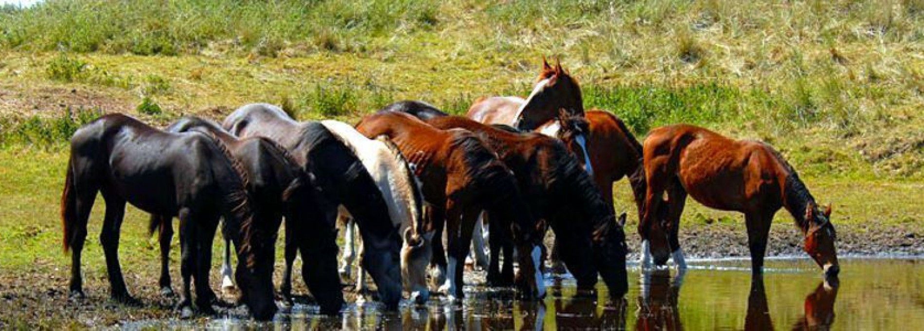 Horse island Ameland - Tourist Information “VVV”Ameland