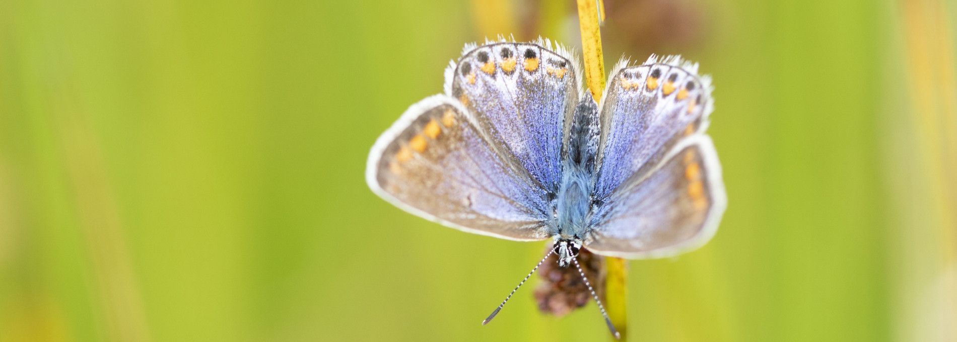 Flora and fauna on Ameland