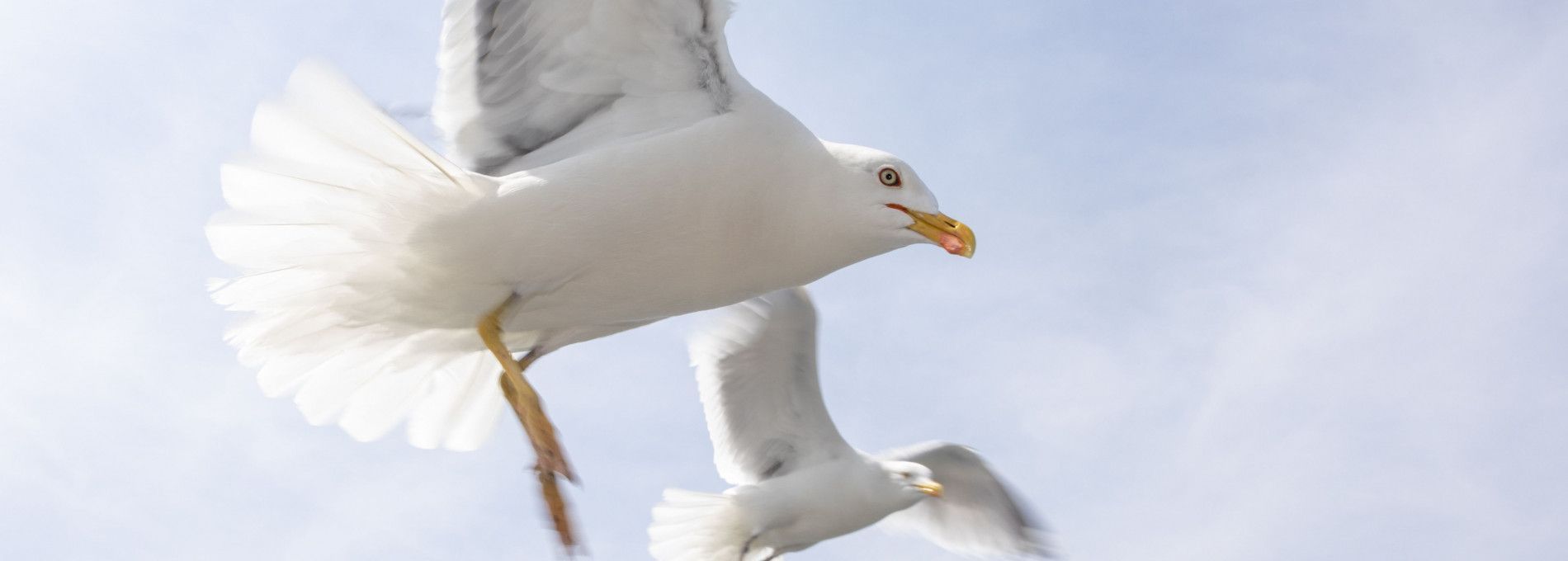 Animal ambulance Ameland - Tourits Information 