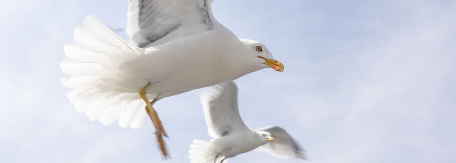 Animal ambulance Ameland - Tourits Information