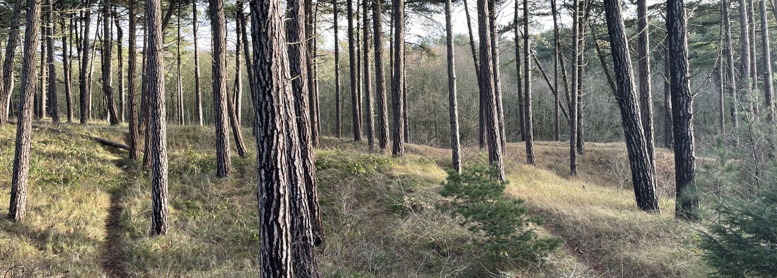 The Hollumer forest - VVV Ameland