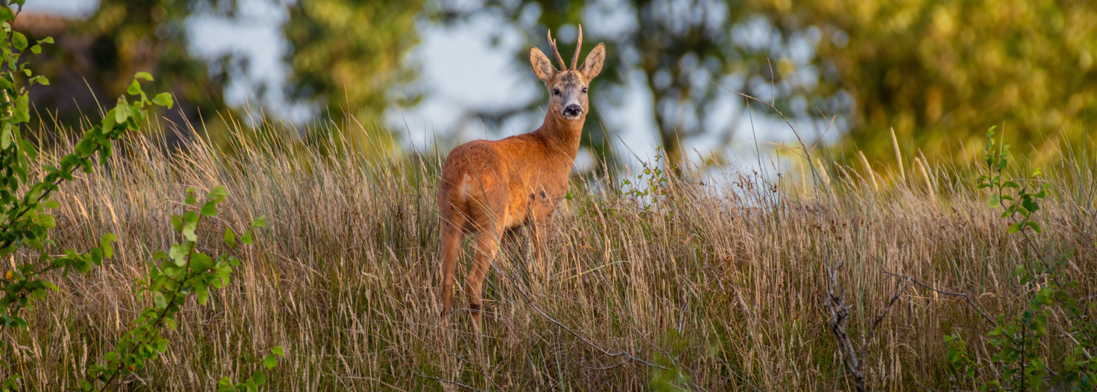 Time for outdoors, Ameland in the autumn - VVV Ameland