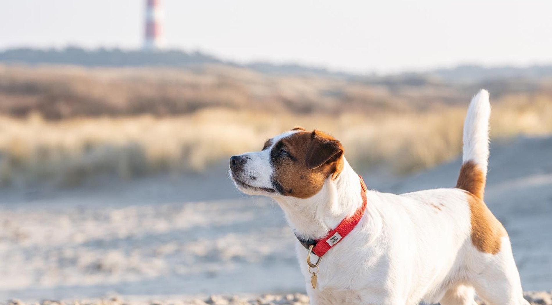 Transport on Ameland - with dog - Touritst Information