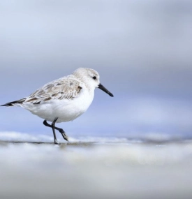 Strandpaviljoen Sjoerd - VVV Ameland