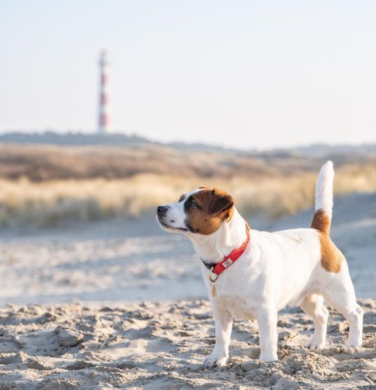 Ameland for dog lovers - Tourist Information Centre “VVV” Ameland