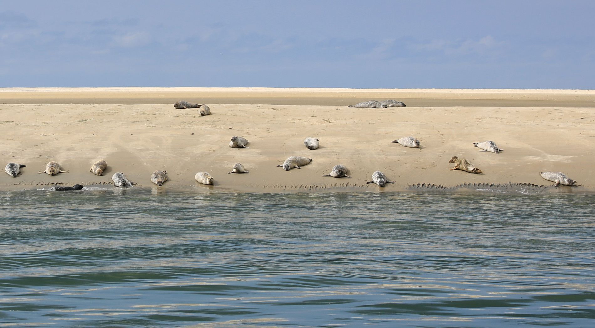 Mudflat hopping - Tourist Information