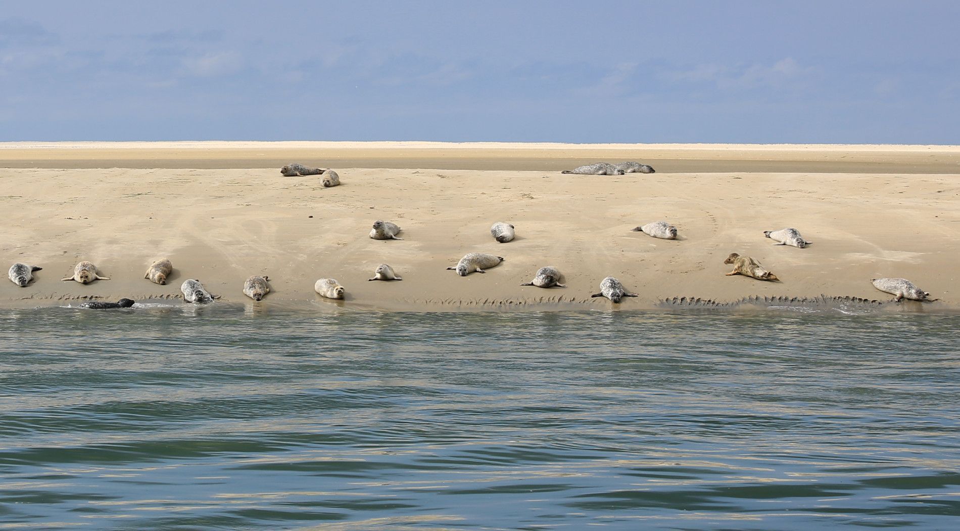 Mudflat hopping - Tourist Information 