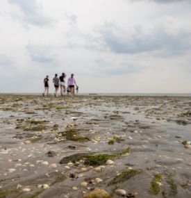 Adventure - VVV Ameland
