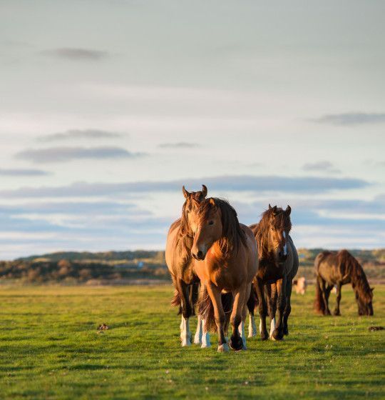 Ameland for horse lovers - Tourist Information Centre “VVV” Ameland