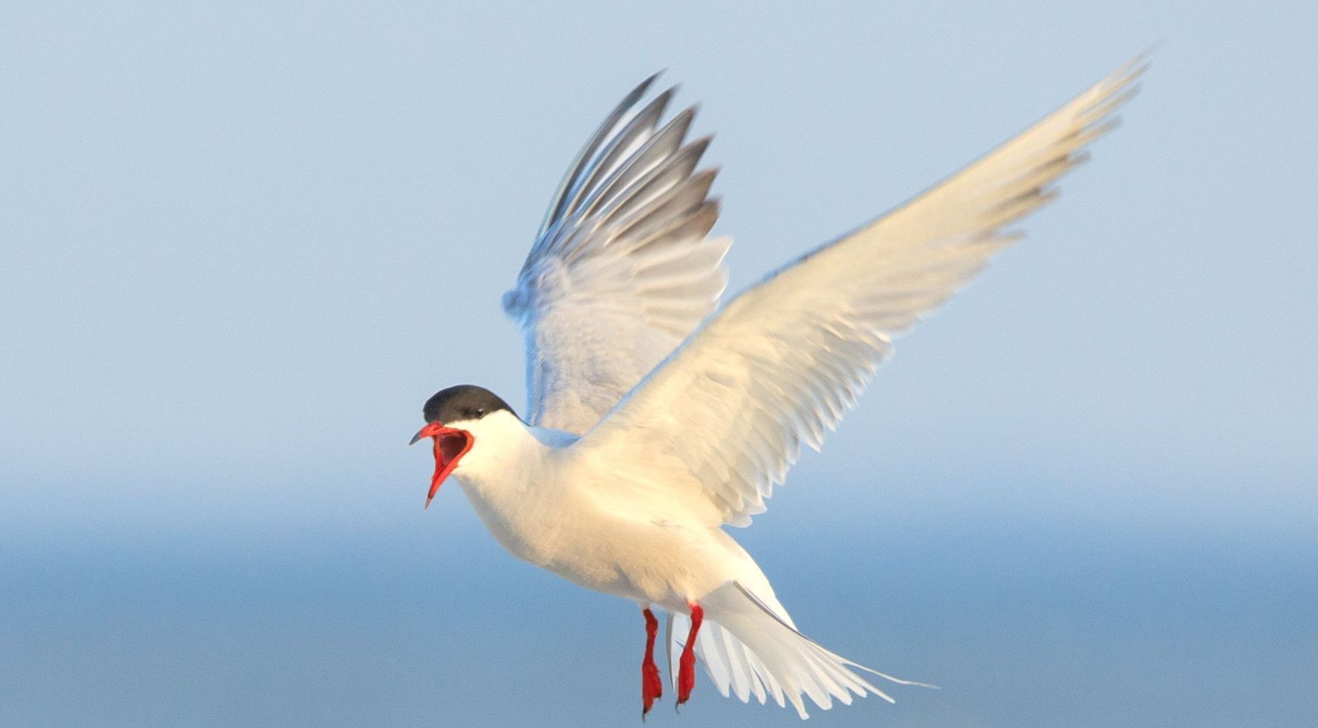 Bird-rich area - Tourist Information