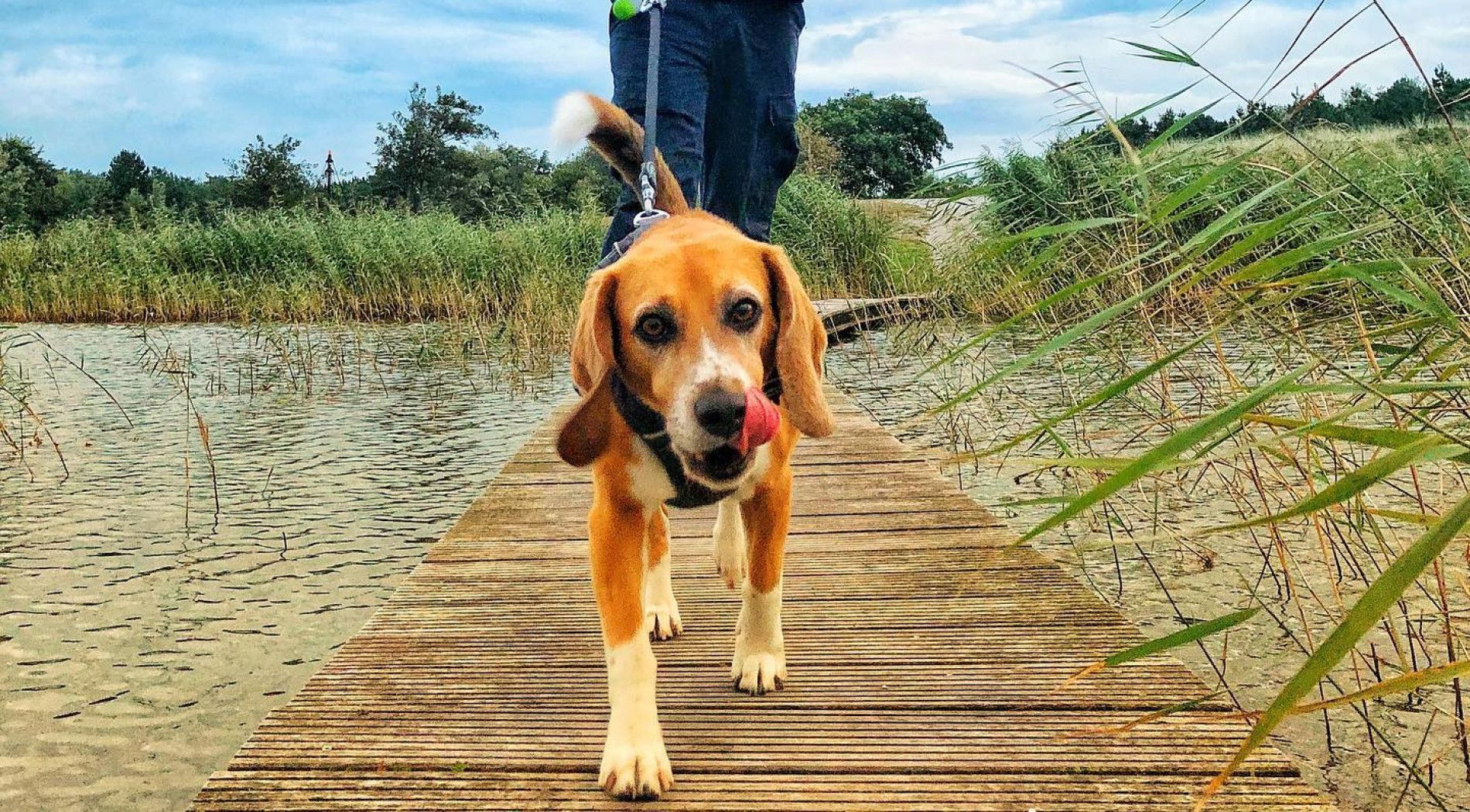 See and do - with dog - Touritst Information