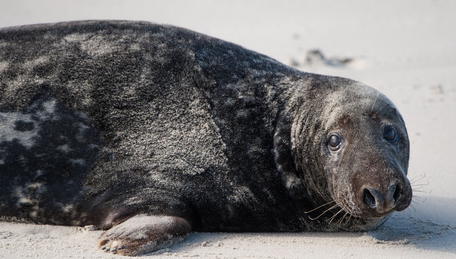 The seal - VVV Ameland