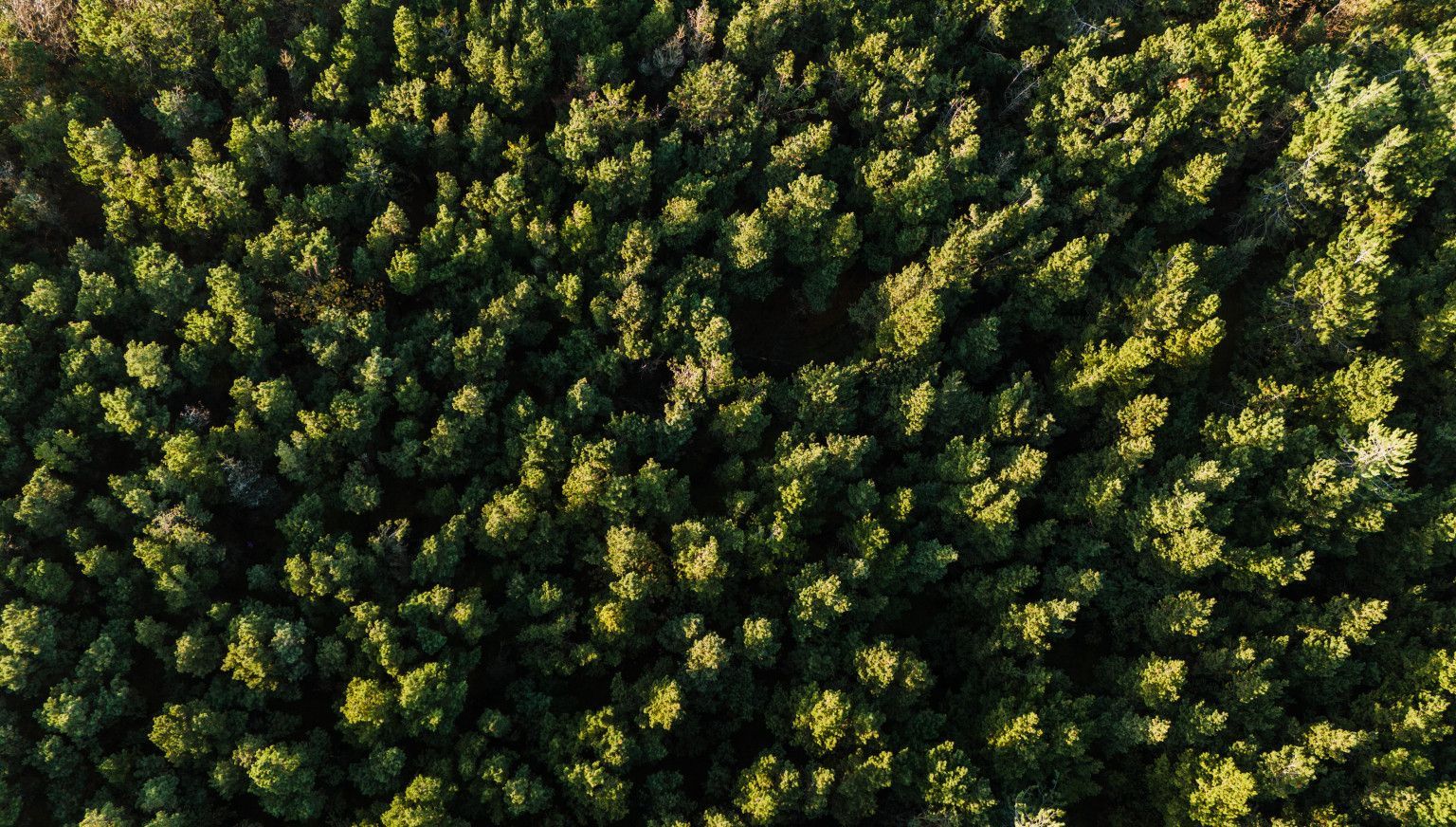 The Hollumer forest - VVV Ameland