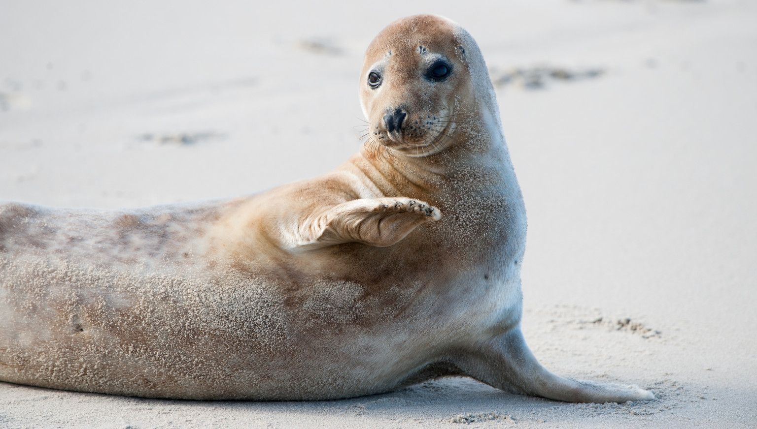 The seal - VVV Ameland