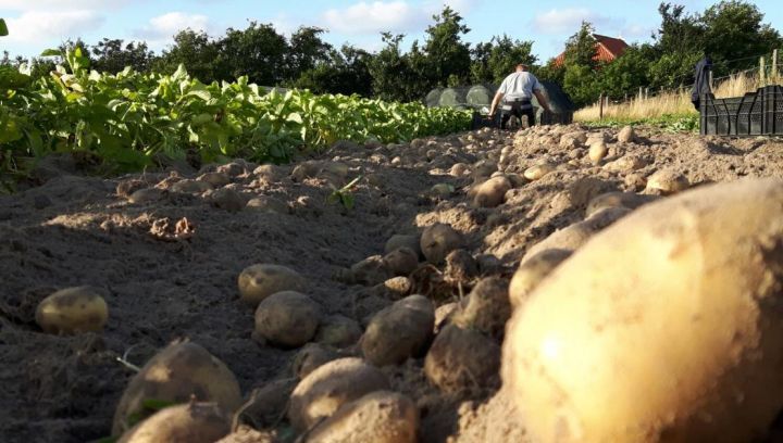 Ameland potatoes - Amelands Produkt -  Tourist Information 