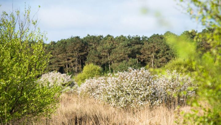 Excursion Forest and Dunes - Tourist Information 