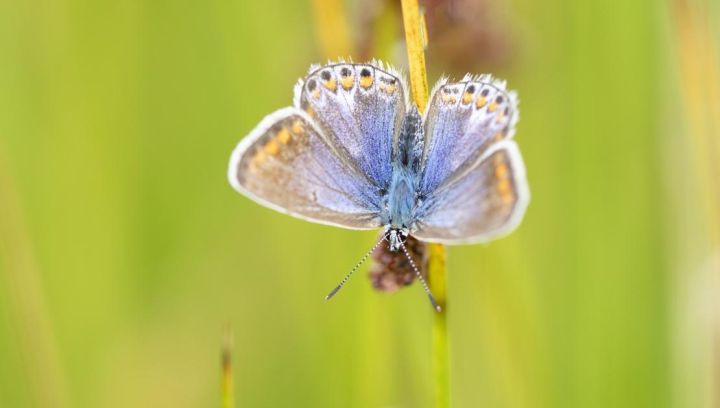 Flora and fauna on Ameland