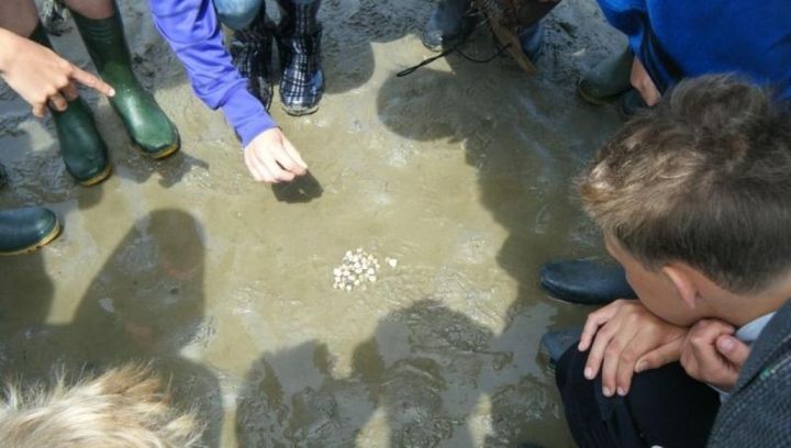 Mini  mudflat excursion - Tourist Information 