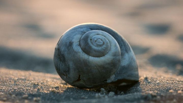 Vrederoos - VVV Ameland