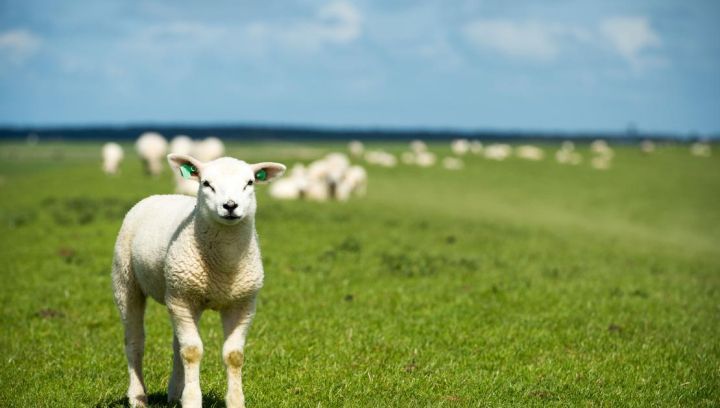 Veterinarian Ameland