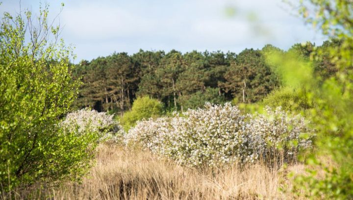 Forestry Commission - Tourist Information 