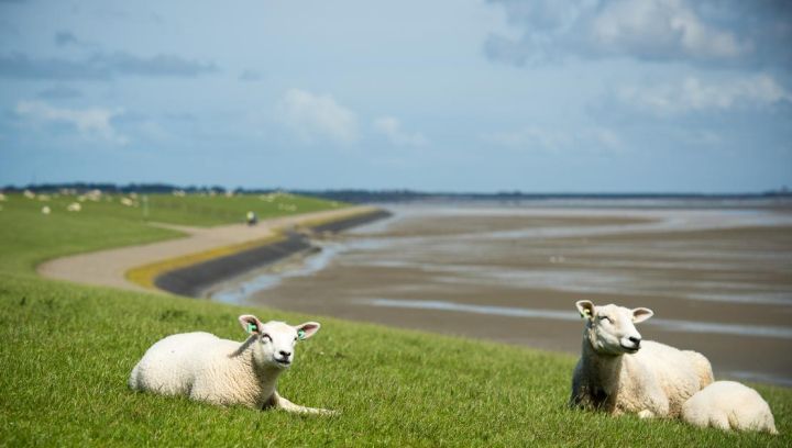 Taxi transport - Tourist Information “VVV” Ameland