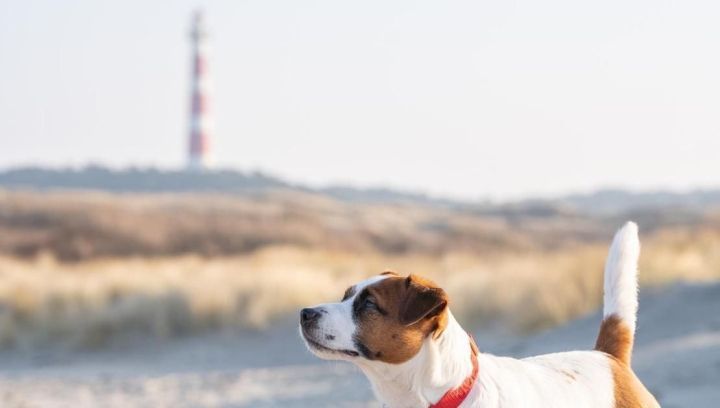 Ameland with your dog - Touritst Information 