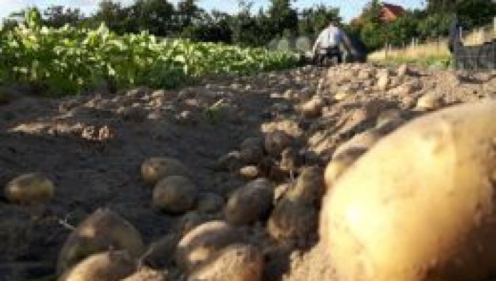 Amelander aardappelen - VVV Ameland