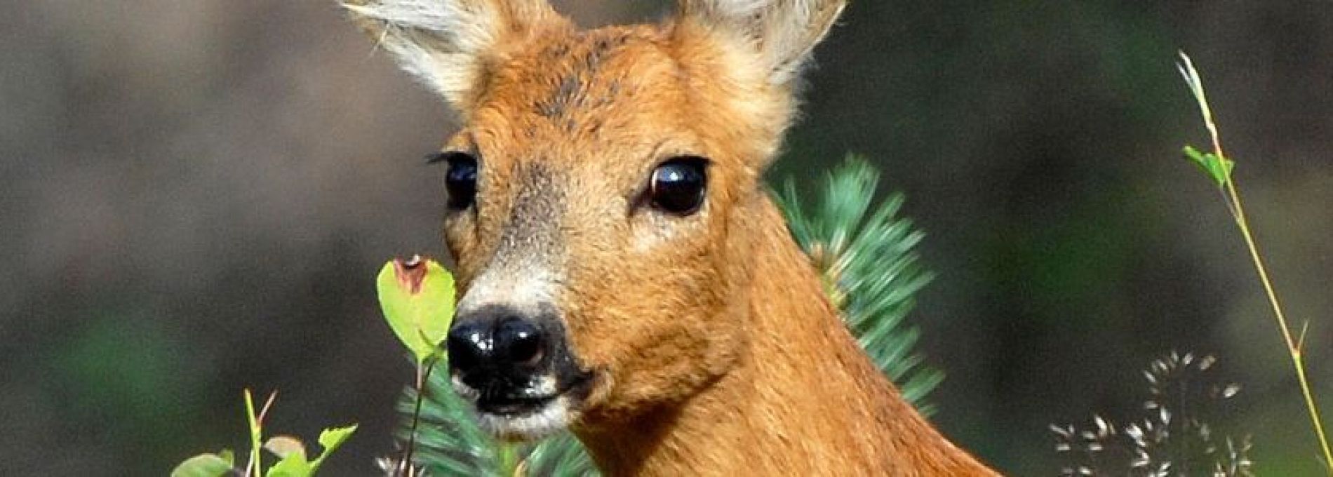 Frequently asked questions about animals - Tourist Information Centre VVV Ameland.