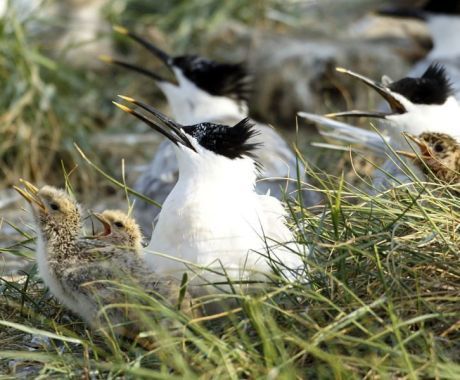 Nature - VVV Ameland