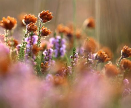 Nature - VVV Ameland