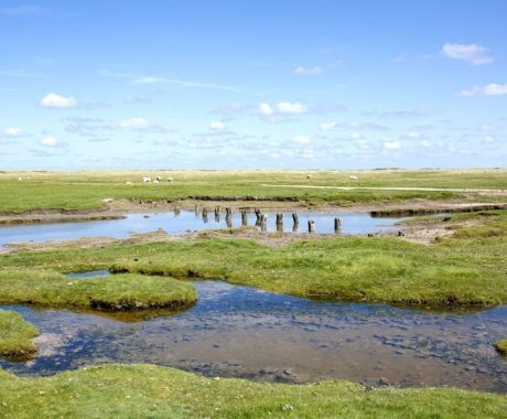 Nature - VVV Ameland