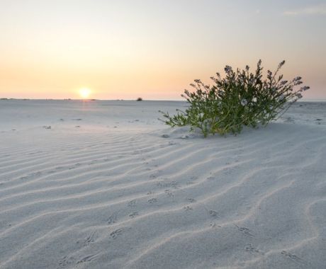 Origins of  Ameland - Tourist Information 