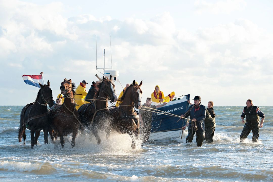 Boattour to the seals and launch of horse rescue boat Ms Zeehond