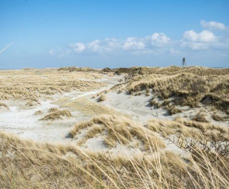 Nature - VVV Ameland