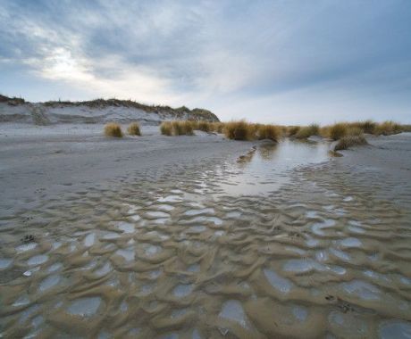 Nature - VVV Ameland