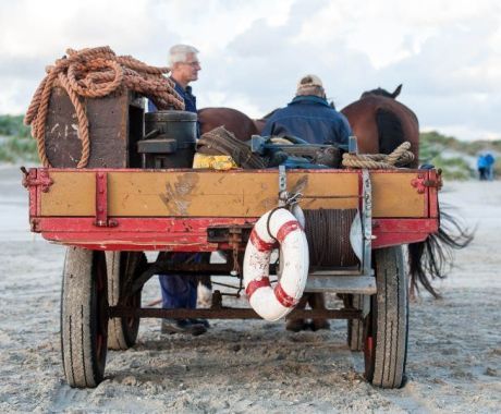 Horse island Ameland - Tourist Information “VVV”Ameland